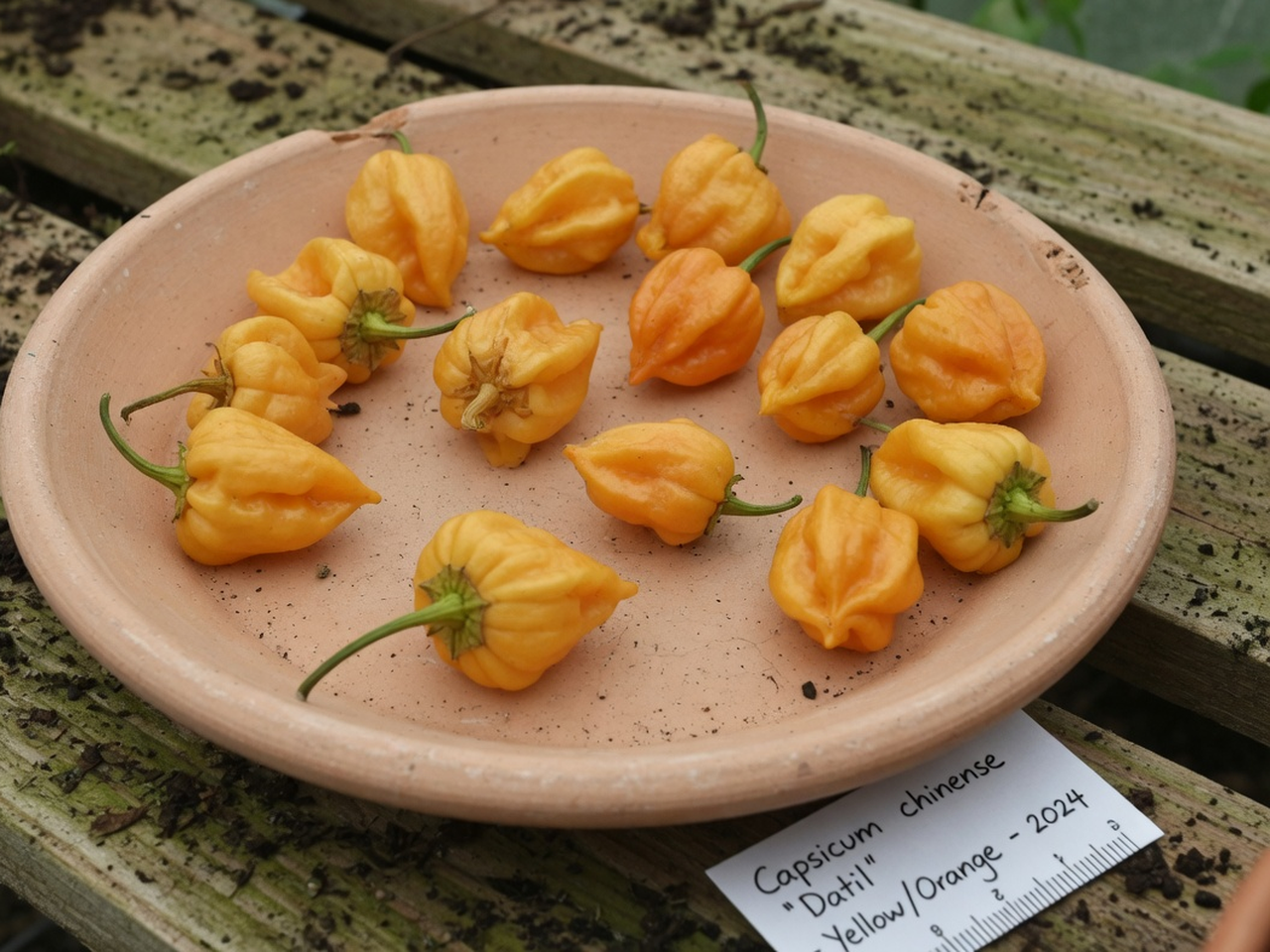 Small wrinkled yellow-orange Capsicum chinense datil-type pods on a terracotta saucer; St. Augustine / Northeast Florida local type.