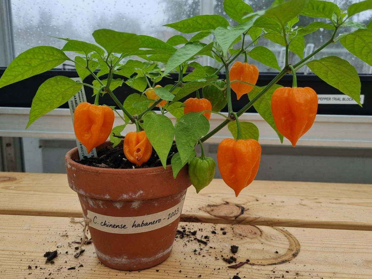 Capsicum chinense habanero identification photo: lantern-shaped orange ripe pods hanging on a leafy plant in terracotta on a wood grower bench.