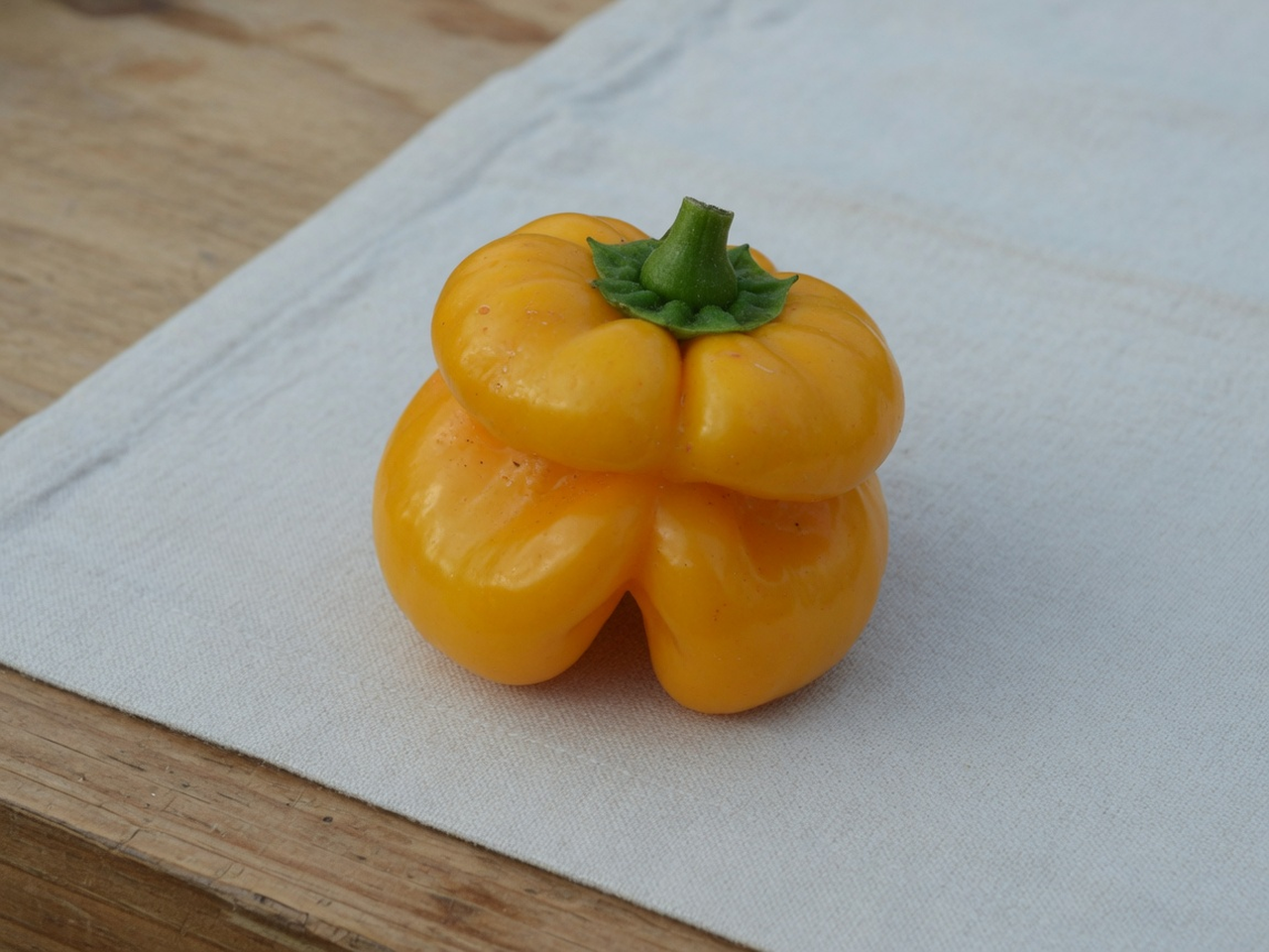 Capsicum chinense Scotch bonnet identification photo: squat yellow-orange squashed-lantern pod with a distinct cap on linen over wood.