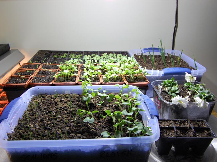 Indoor grow light over seedlings